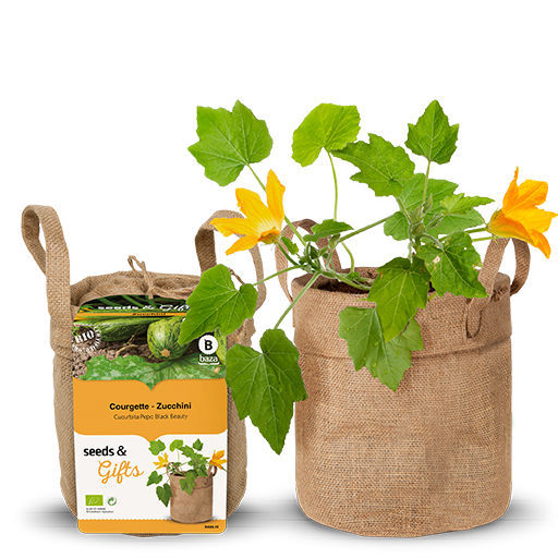Semi Di Zucchina Black Beauty – Oltre 30 Semi, Raccolti Nel 2020, Germinazione 85%, Prodotti Negli USA
