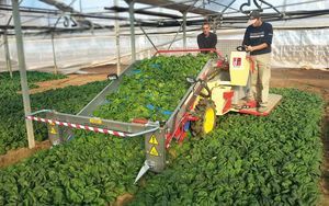 raccoglitrice per verdure