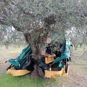 raccoglitrice per olive