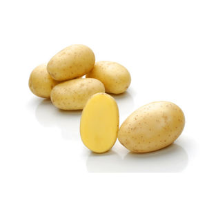 semi di patata precoci