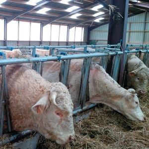 rastrelliera per mangiatoia per mucche 1