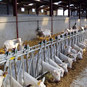 rastrelliera per mangiatoia per caprini
