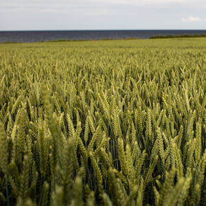 semi di grano tenero precoci