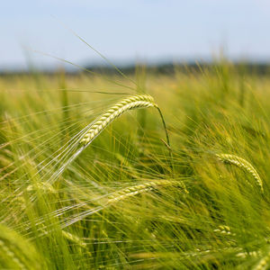 semi di orzo precoci