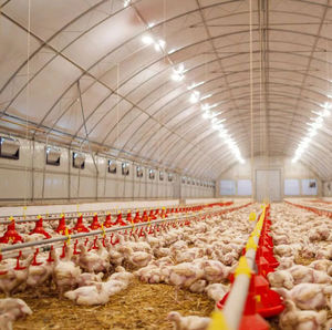 sistema di alimentazione per pollame 1