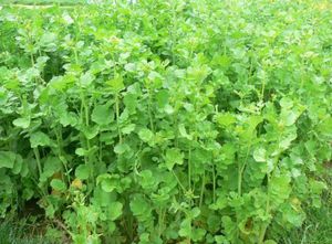 copertura vegetale di ravanello