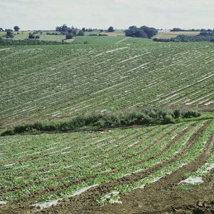 telo pacciamante
