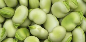 semi di fava precoce