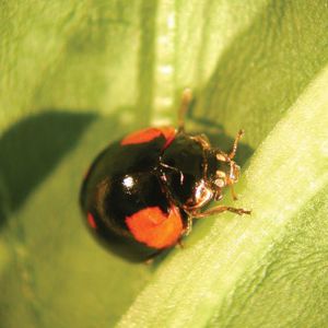 coccinella contro gli afidi