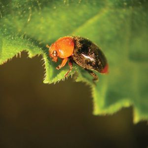 coccinella contro la cocciniglia