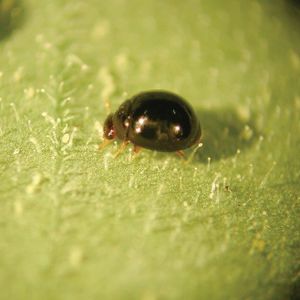 coccinella contro le mosche