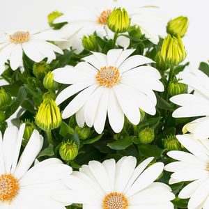 semi di fiore annuale