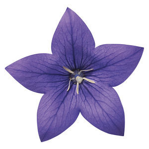 semi di fiore annuale