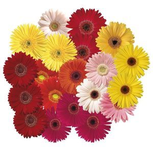semi di fiore annuale