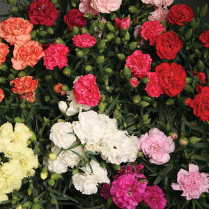 semi di fiore annuale