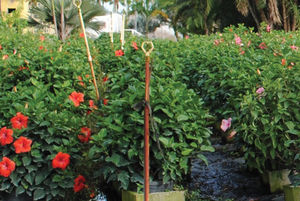 arbusti da fiore per aiuola