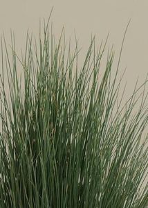 pianta verde Perenne