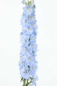 pianta da fiore Perenne