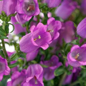 piante da fiore annuali