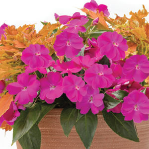 pianta da fiore annuale