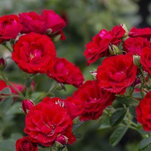pianta da fiore rosso