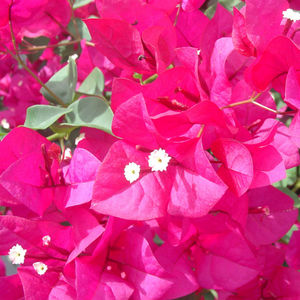 pianta da fiore Perenne