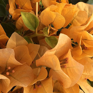 piante da fiore Perenni