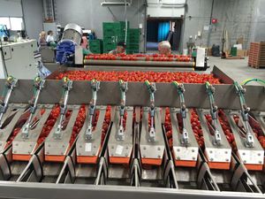 linea di produzione orticola di imballaggio 1