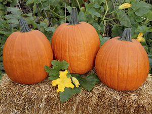 semi di zucca precoci