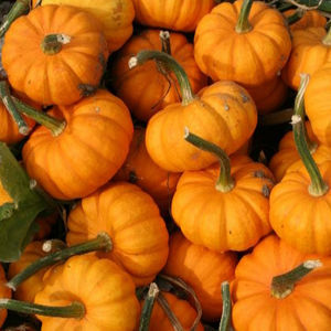 semi di zucca precoci