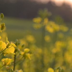 semi di colza a semina primaverile