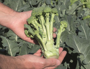 semi di broccolo
