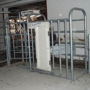 porta per box di selezione per mucche 1