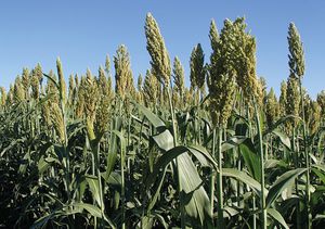 sementi di sorgo precoci