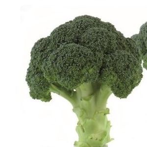 semi di broccolo extra precoce 1