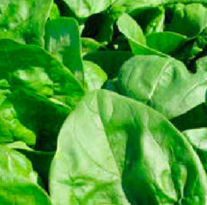 semi di spinaci medio-precoce