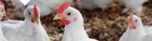 integratore alimentare per animali