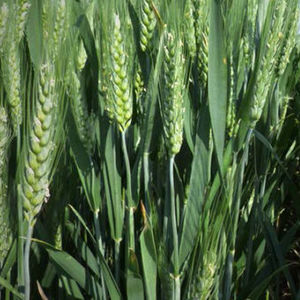 semi di grano tenero precoce