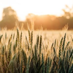 semi di grano tenero precoci