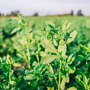 foraggio per erba medica