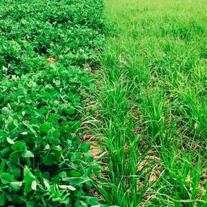 foraggio per sorgo