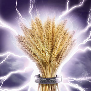 semi di grano tenero precoce