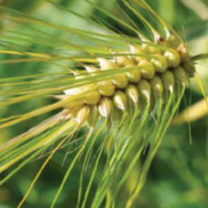 semi di orzo resistente alla ruggine