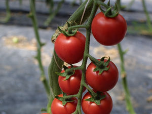 sementi di pomodorini rosse