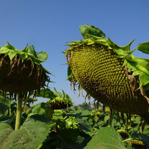 semi di girasole precoci