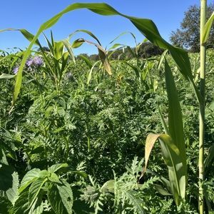 miscuglio di sementi per copertura vegetale 1