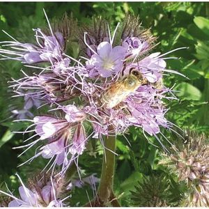 miscuglio di sementi per copertura vegetale 1