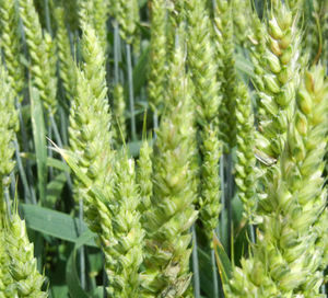 semi di grano tenero precoci