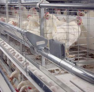 gabbia per galline da carne con sistema di evacuazione delle deiezioni