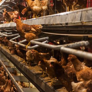 voliera per galline ovaiole